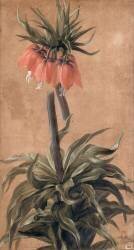 Fritillaire (Alexandre-François Desportes) - Muzeo.com