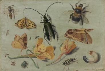 Insectes (Jan van Kessel) - Muzeo.com