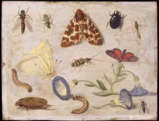 Insectes (Jan van Kessel) - Muzeo.com