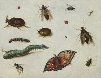Insectes (Jan van Kessel) - Muzeo.com