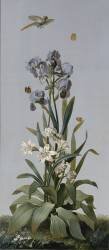 Iris de Florence, Aletris odorant, Amaryllis rayée (Pierre Joseph Redouté) - Muzeo.com