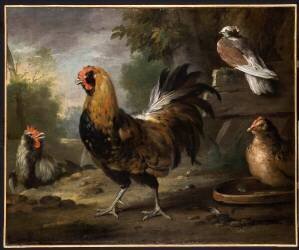 Le coq (Aert Schouman) - Muzeo.com