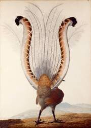 Oiseau-lyre (Pauline Knip) - Muzeo.com