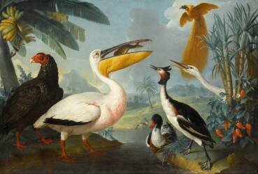 Oiseaux exotiques (Alexandre-François Desportes) - Muzeo.com