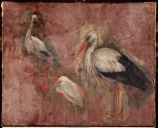 Oiseaux pêcheurs. Etude (Pieter Boel) - Muzeo.com