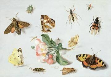 Papillons (Jan van Kessel) - Muzeo.com
