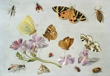 Papillons (Jan van Kessel) - Muzeo.com