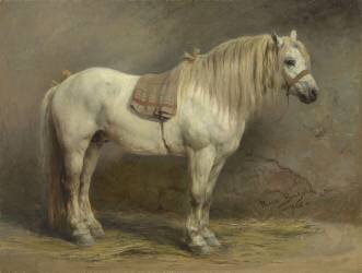 Un cheval blanc (Rosa Bonheur) - Muzeo.com