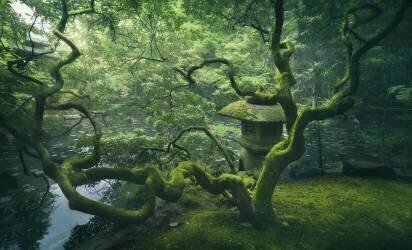 Arbre japonais (Javier de la Torre) - Muzeo.com