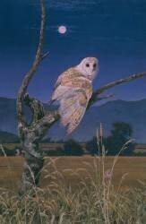 Chouette effraie (Simon Cook) - Muzeo.com