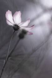 Cosmos (Hidebon) - Muzeo.com