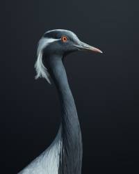 La Demoiselle (Fegari) - Muzeo.com