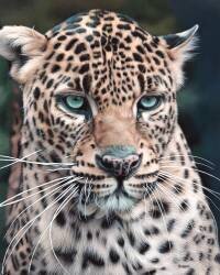 Léopard II (Christophe Drochon) - Muzeo.com