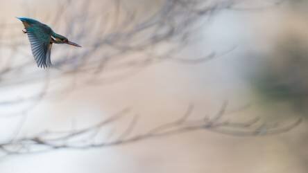 Martin-pêcheur (Kunito Imai) - Muzeo.com