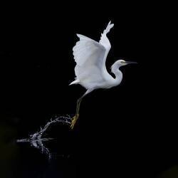 Mouche (Tracy) - Muzeo.com