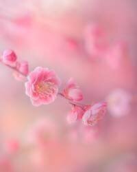 Sans titre (Miyako Koumura) - Muzeo.com