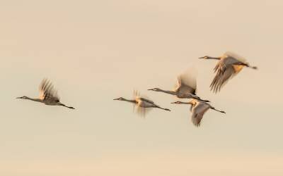 Sans titre (Qingsong Wang) - Muzeo.com