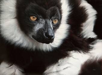 Tango (Christophe Drochon) - Muzeo.com