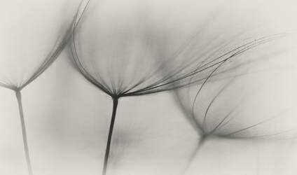Tragopogon (Lotte Gronkjar) - Muzeo.com