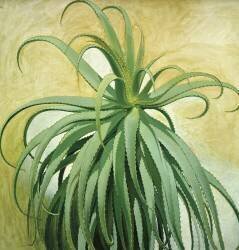 Aloe Vera (Nestor de la Torre) - Muzeo.com