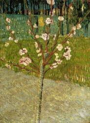 Amandier en fleur (Vincent van Gogh) - Muzeo.com