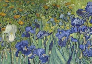 Iris (Vincent van Gogh) - Muzeo.com