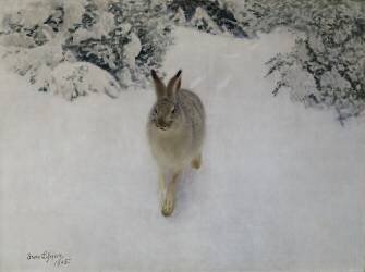 Lièvre en hiver (Bruno Liljefors) - Muzeo.com