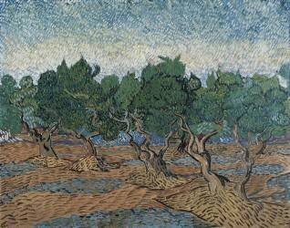 Oliveraie (Vincent van Gogh) - Muzeo.com
