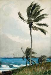 Palmier, Nassau (Winslow Homer) - Muzeo.com
