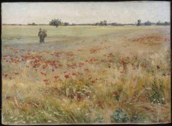 Champs de coquelicots (Gaston-Ernest Marché) - Muzeo.com