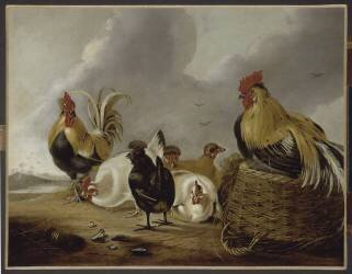 Coqs et poules (Albert Cuyp) - Muzeo.com