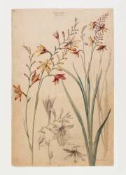 Montbretia (Henri Bergé) - Muzeo.com