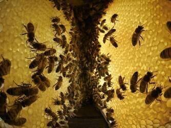 Abeille à miel dans la ruche (Eric Tourneret) - Muzeo.com