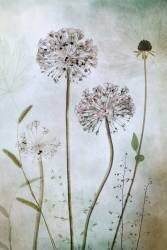 Allium (Mandy Disher) - Muzeo.com