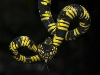 Alpha (Tantoyensen) - Muzeo.com