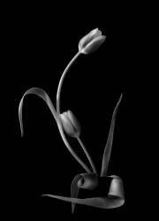 Amour (Yanny Liu) - Muzeo.com