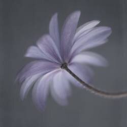 Anemone Blanda (Lotte Gronkjar) - Muzeo.com