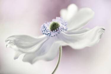 Anemone breeze (Mandy Disher) - Muzeo.com