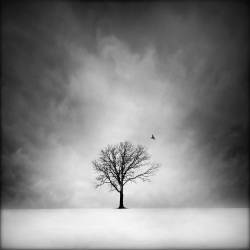 Solitary tree, landscape of