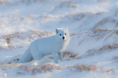 Arctic fox (Jie Fischer) - Muzeo.com