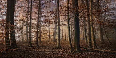 Autumn (Norbert Maier) - Muzeo.com