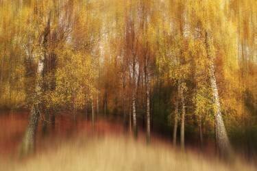 Autumn Impression (Gustav Davidsson) - Muzeo.com