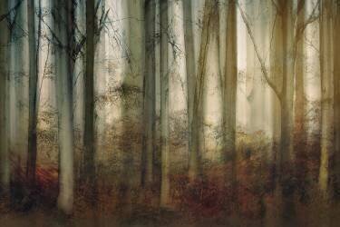 Lumière d'automne (Nel Talen) - Muzeo.com