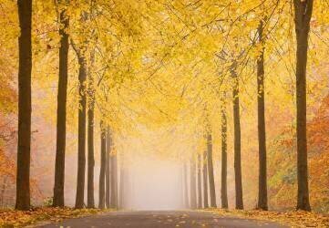 Autumn road (Keller) - Muzeo.com