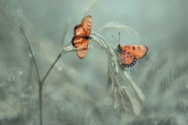 Avec vous (Edy Pamungkas) - Muzeo.com