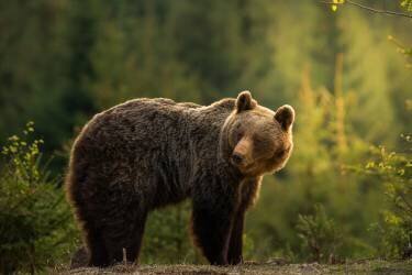 Backlit bear (Richard Krchnak) - Muzeo.com