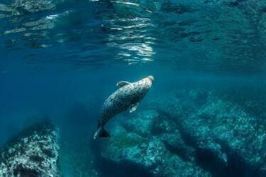 Coude (Andrey Narchuk) - Muzeo.com