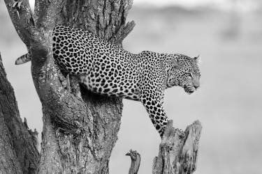 Big Cat (Marco Pozzi) - Muzeo.com