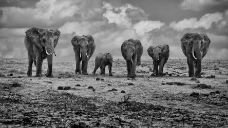 Big Family (Marcel Rebro) - Muzeo.com