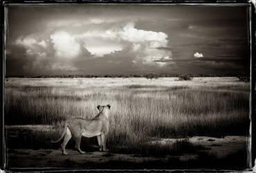 Lioness facing the bush in Etosha NP Namibia (Philippe-Alexandre Chevallier) - Muzeo.com